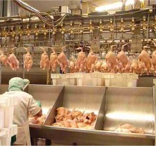 tupunatron-poulets